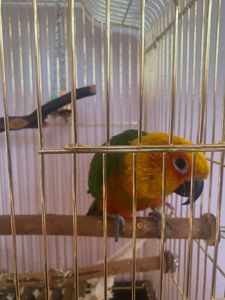 Сонячний аратинга, 1 рік — яскравий друг з кліткою та документами!