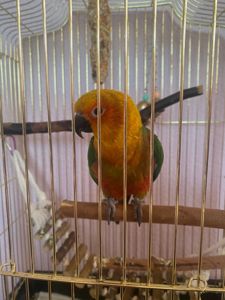 Сонячний аратинга, 1 рік — яскравий друг з кліткою та документами!