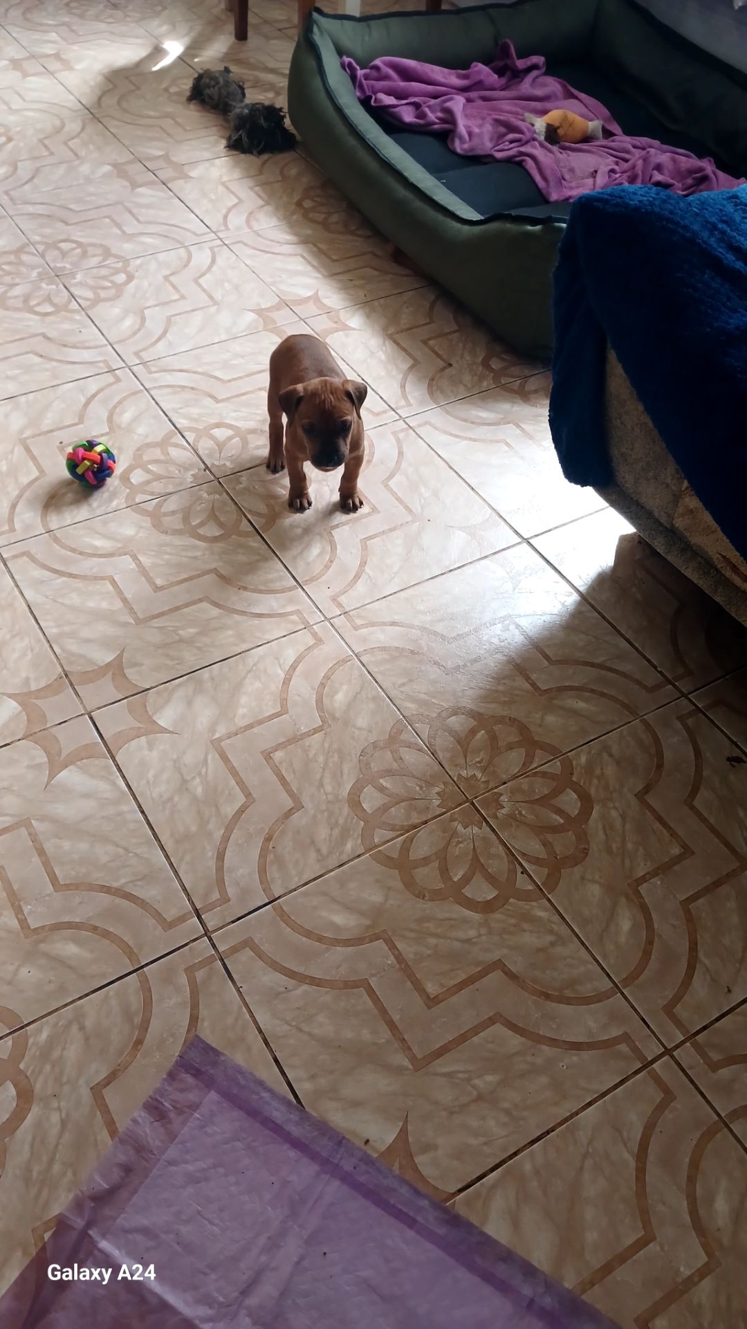 Продажа щенков Амстаффа