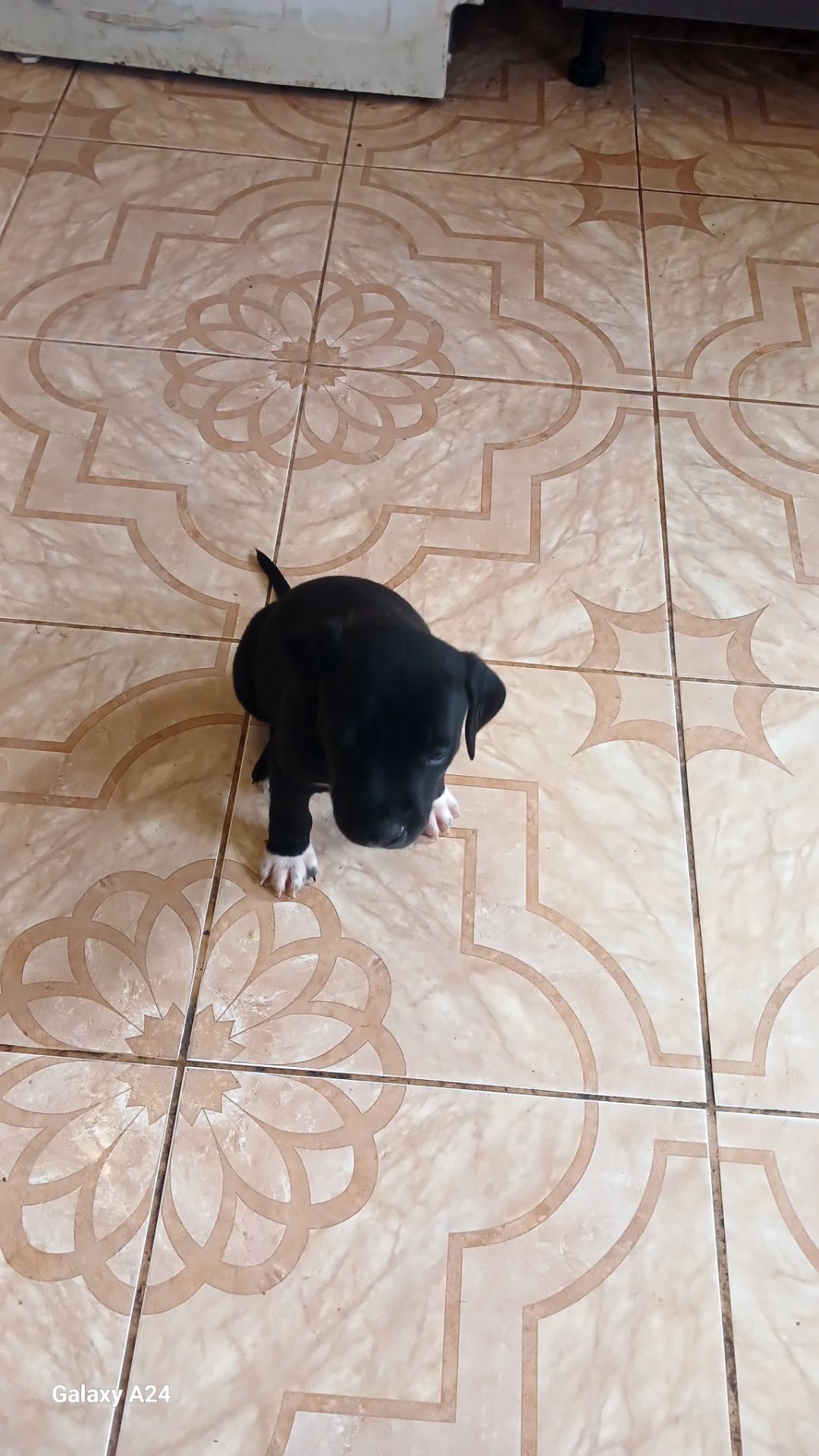 Продажа щенков Амстаффа