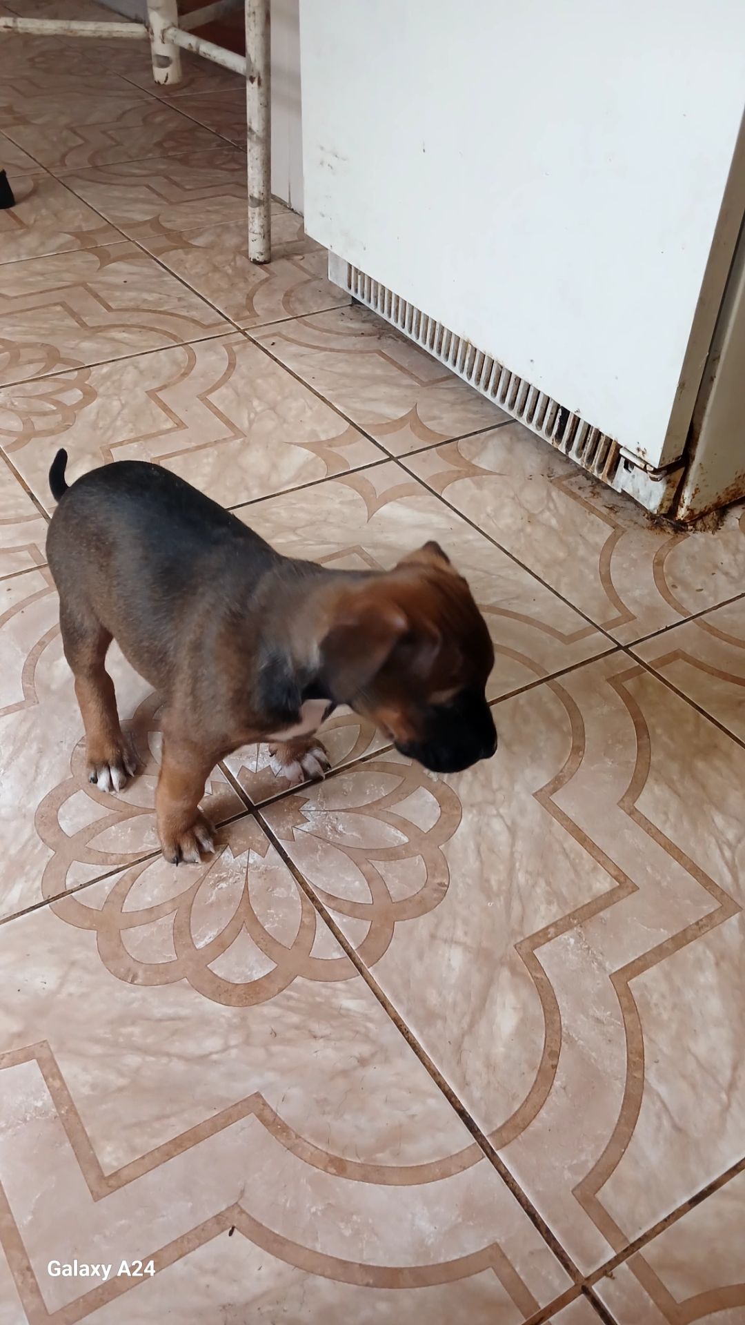 Продажа щенков Амстаффа