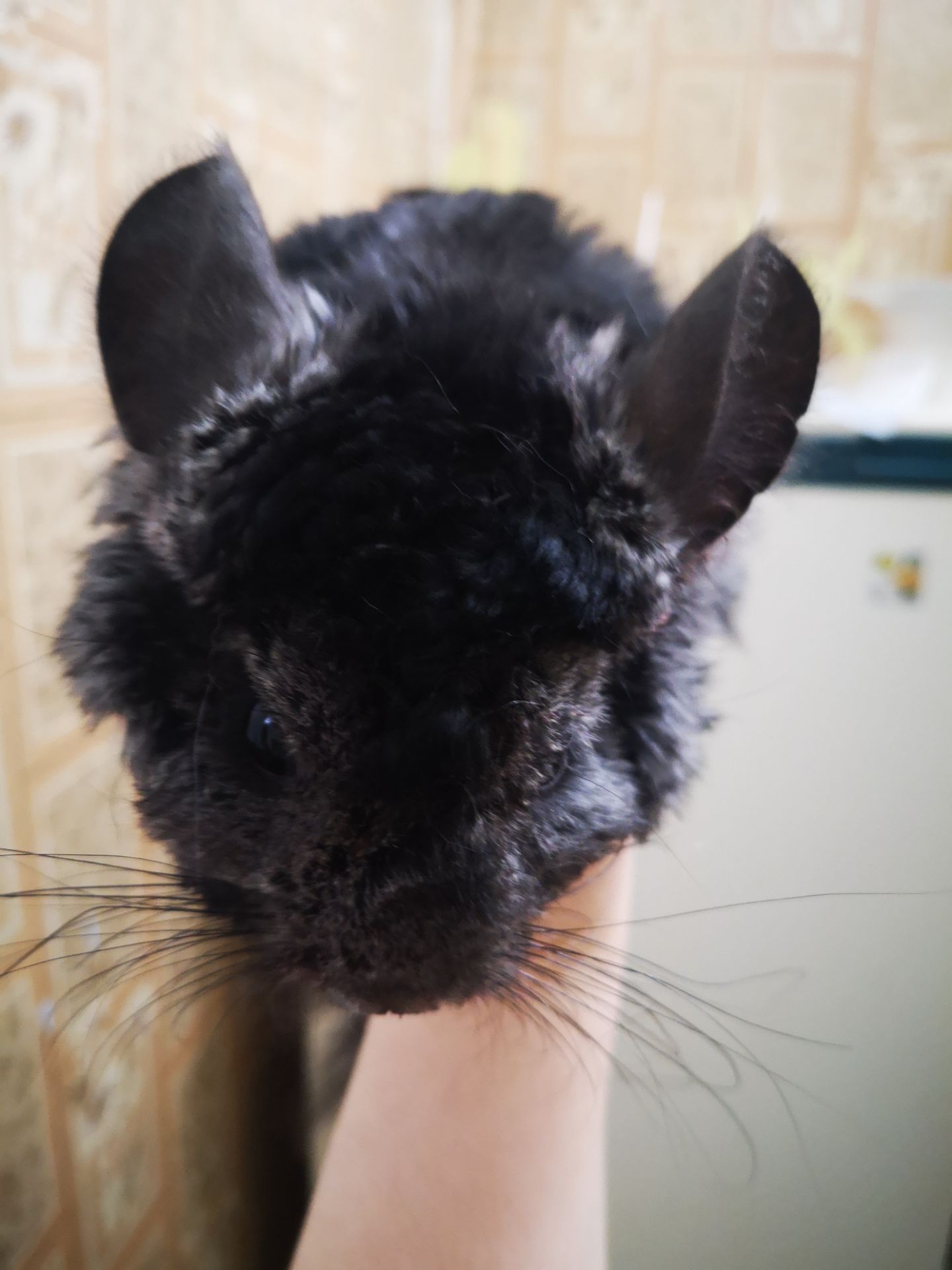 Шушахлопчик