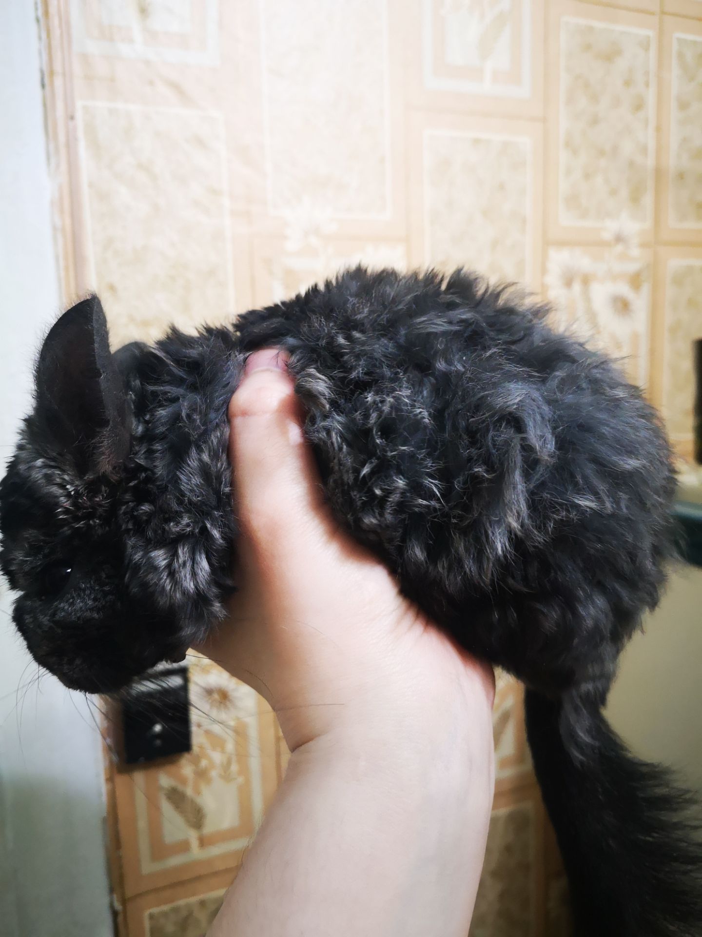 Шушахлопчик