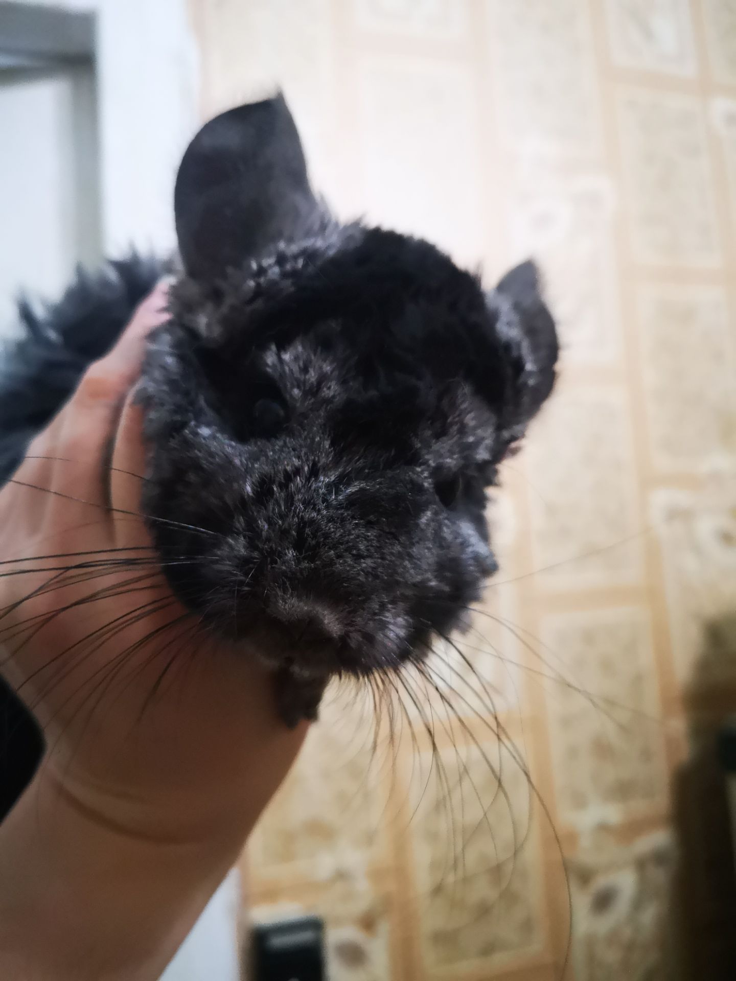 Шушахлопчик