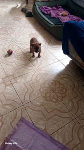 Продажа щенков Амстаффа