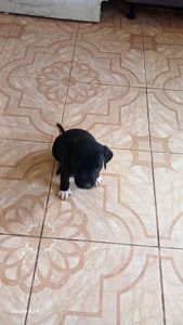 Продажа щенков Амстаффа