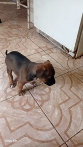 Продажа щенков Амстаффа