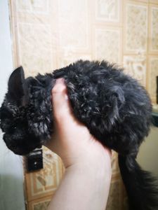 Шушахлопчик