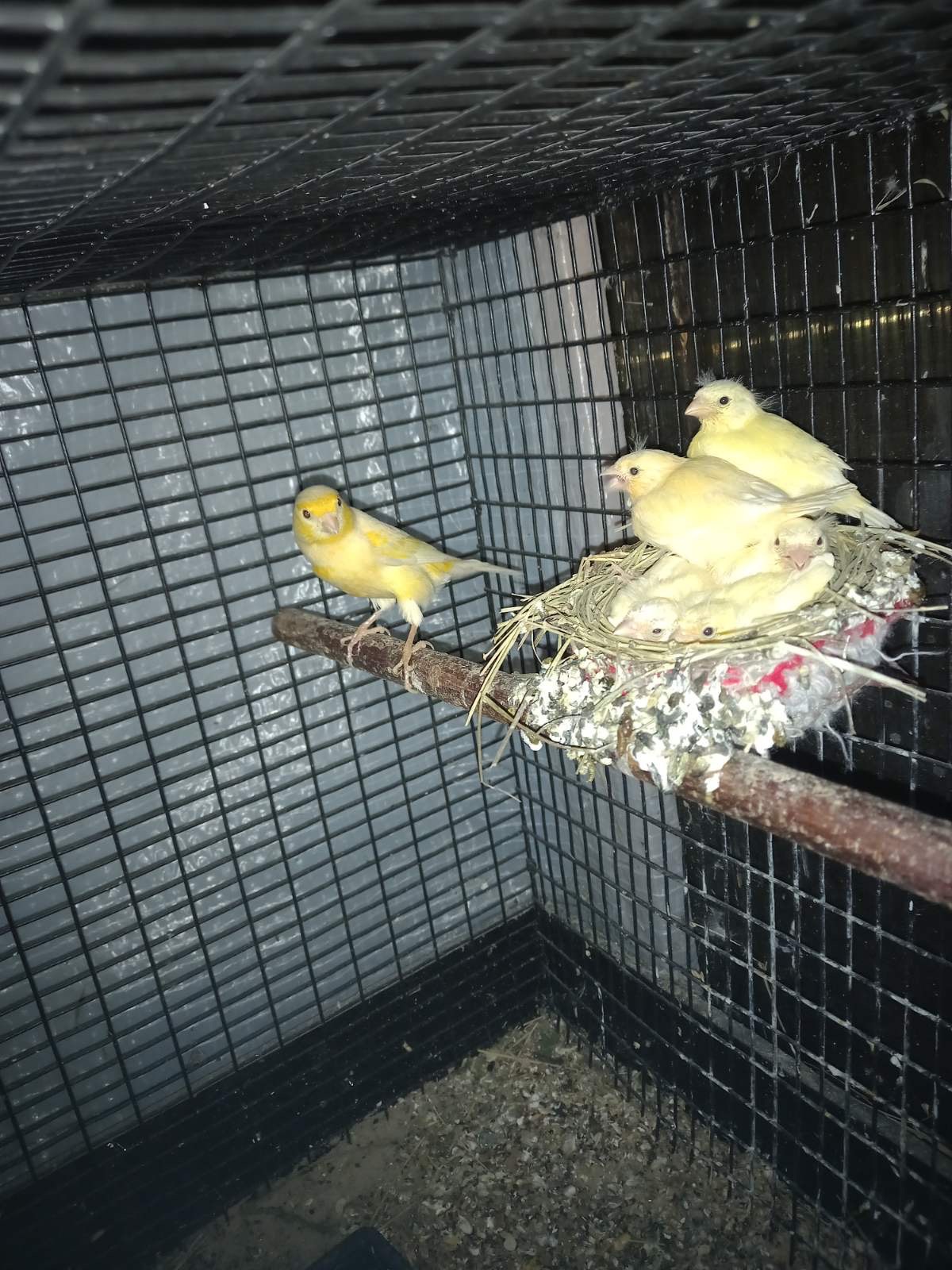 Канарейки разных пород