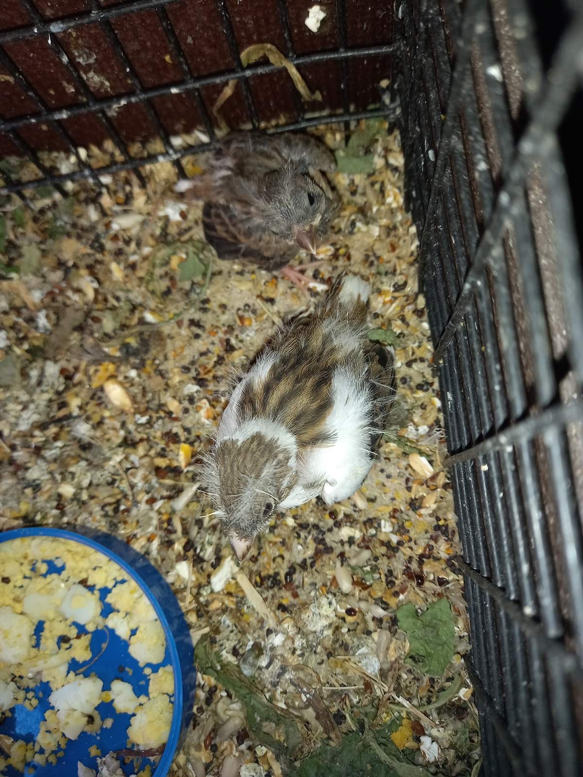 Канарейки разных пород