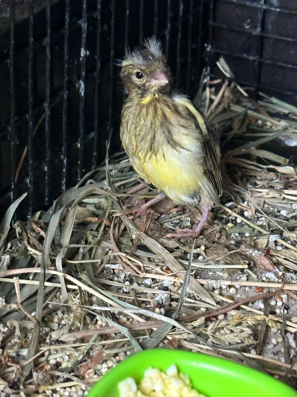 Канарейки разных пород