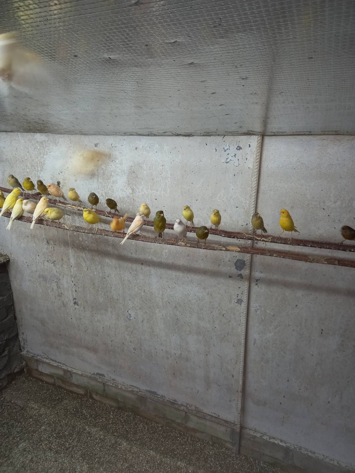 Канарейки разных пород