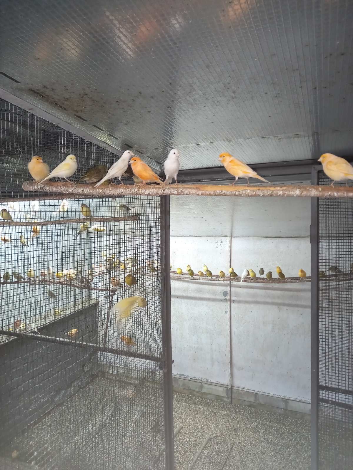 Канарейки разных пород