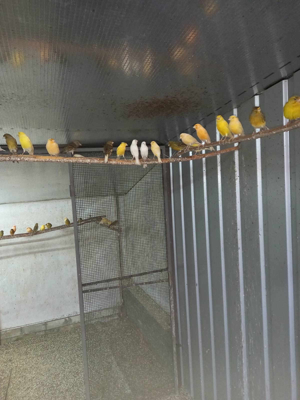 Канарейки разных пород