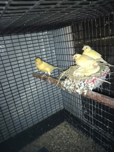 Канарейки разных пород