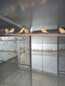 Канарейки разных пород