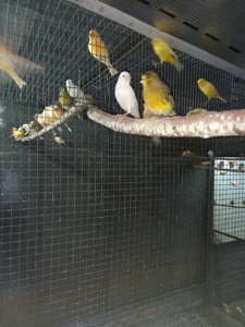 Канарейки разных пород