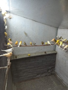 Канарейки разных пород