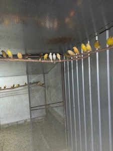 Канарейки разных пород