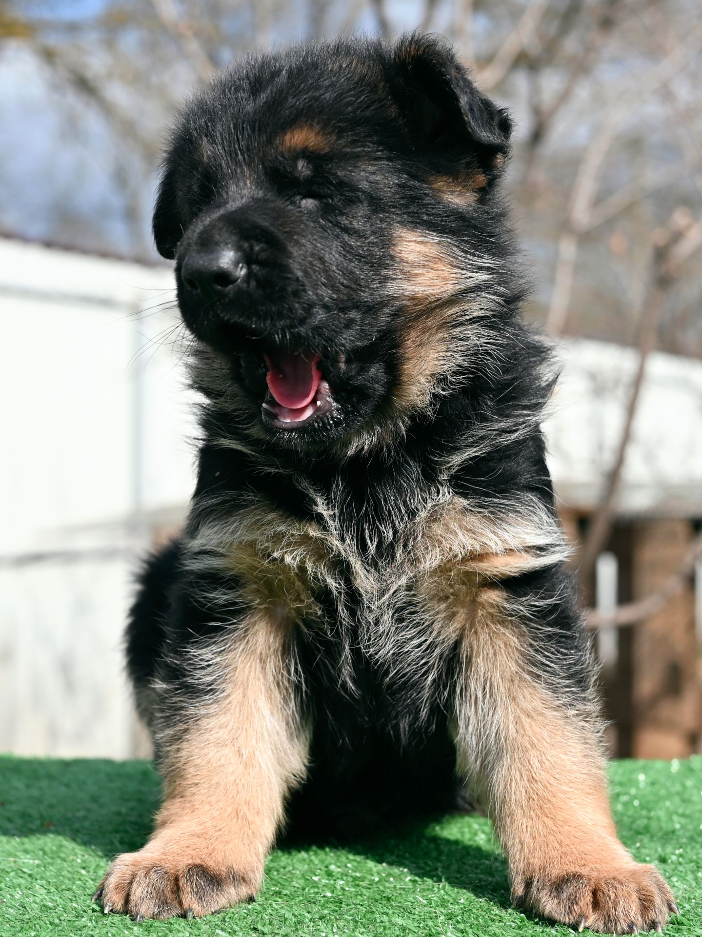 Цуценя німецької вівчарки, хлопчик, 1,5 місяці