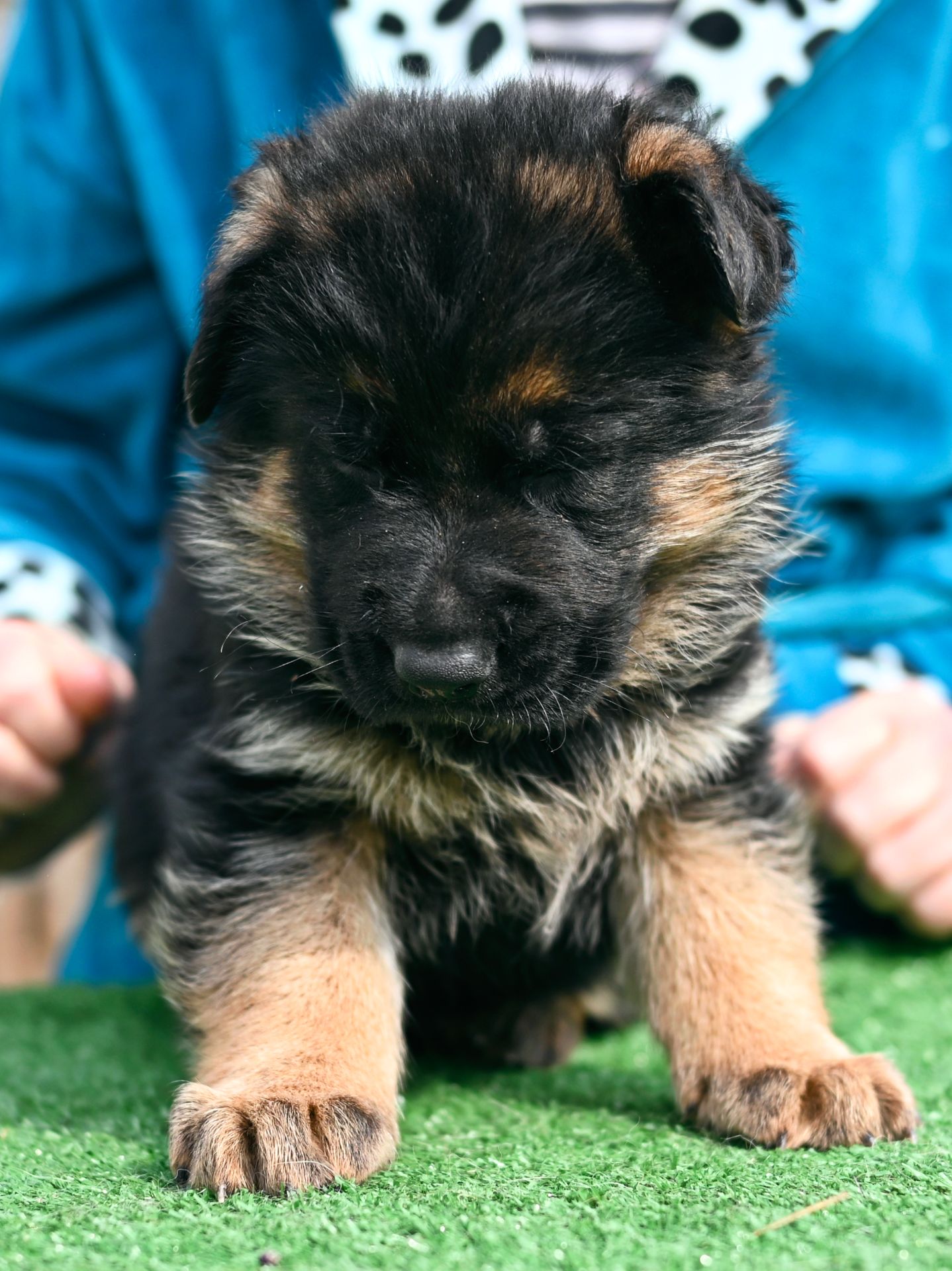Цуценя німецької вівчарки, хлопчик, 1,5 місяці