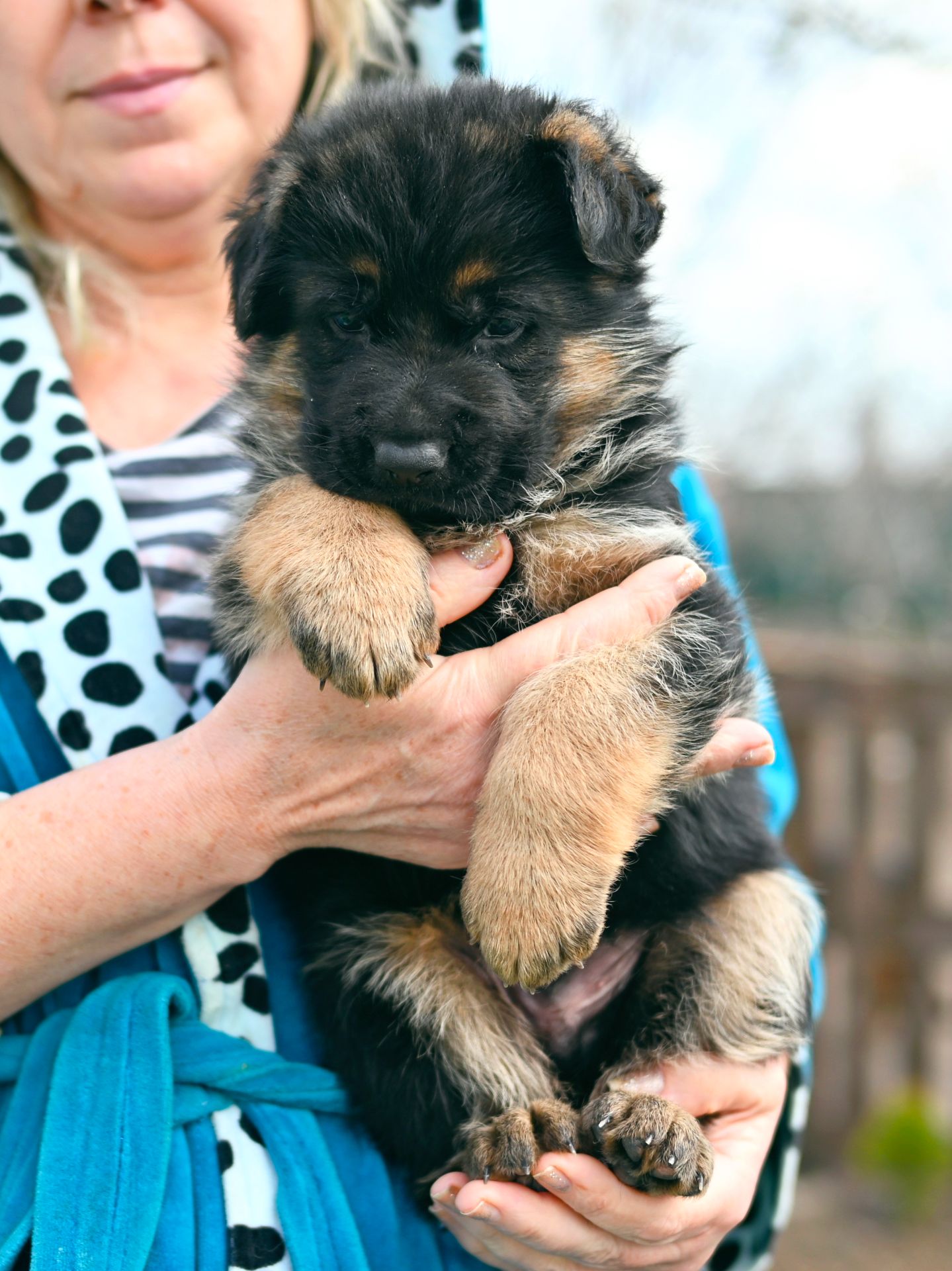 Цуценя німецької вівчарки, хлопчик, 1,5 місяці