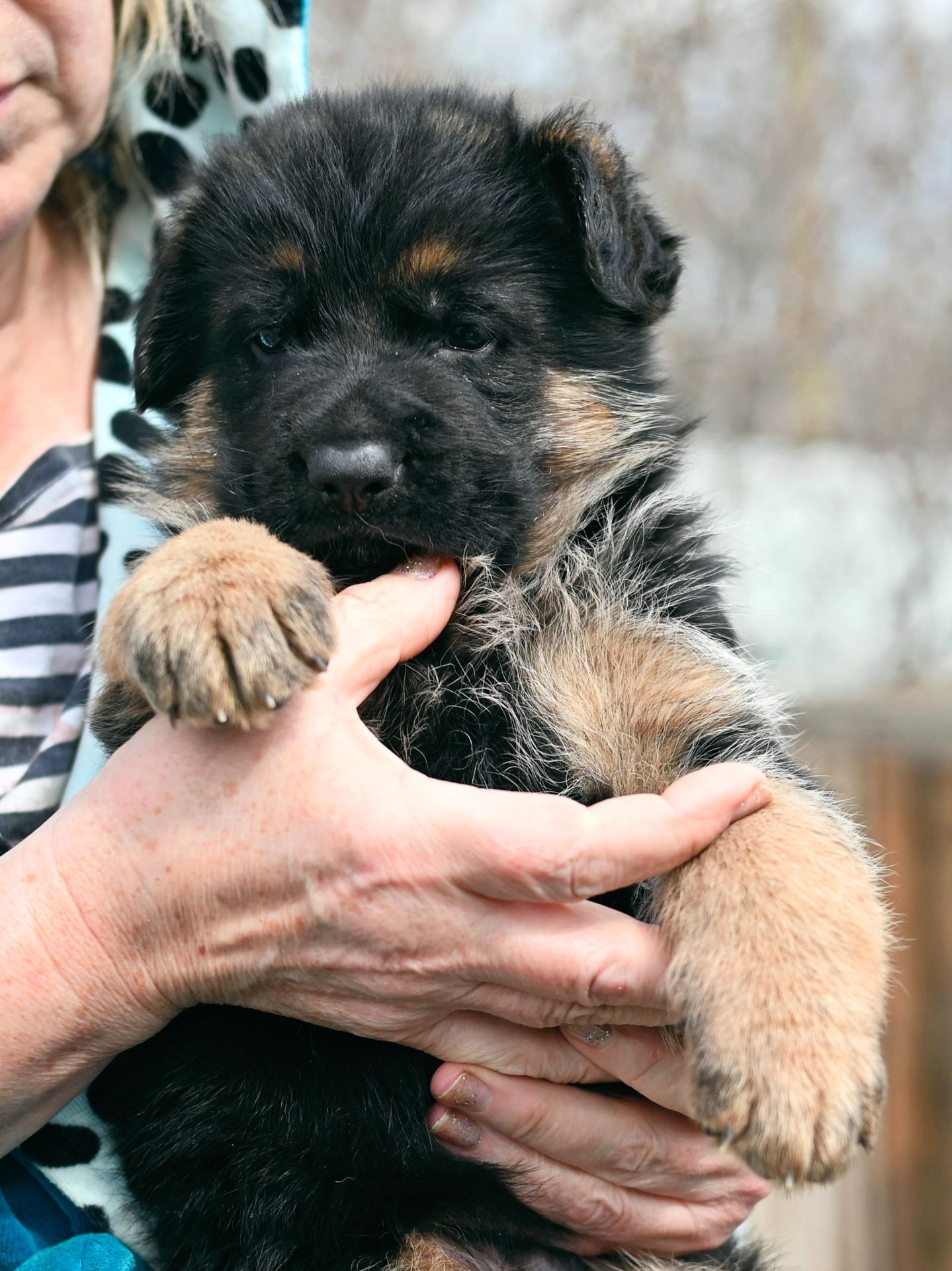 Цуценя німецької вівчарки, хлопчик, 1,5 місяці