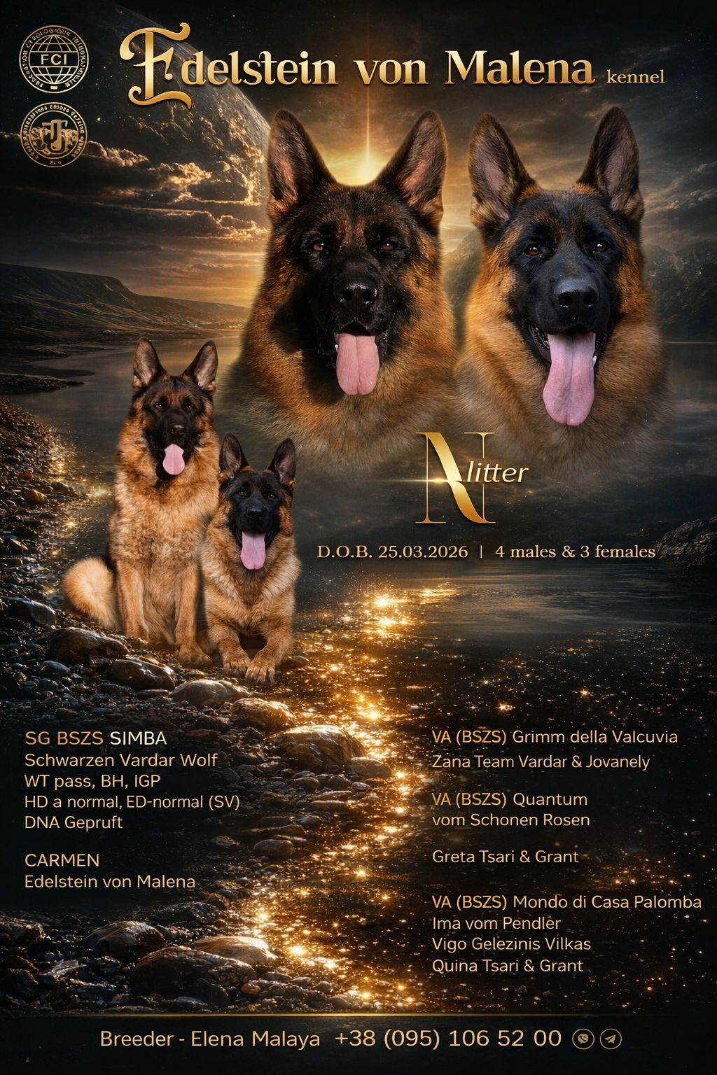 Цуценя німецької вівчарки, хлопчик, 1,5 місяці