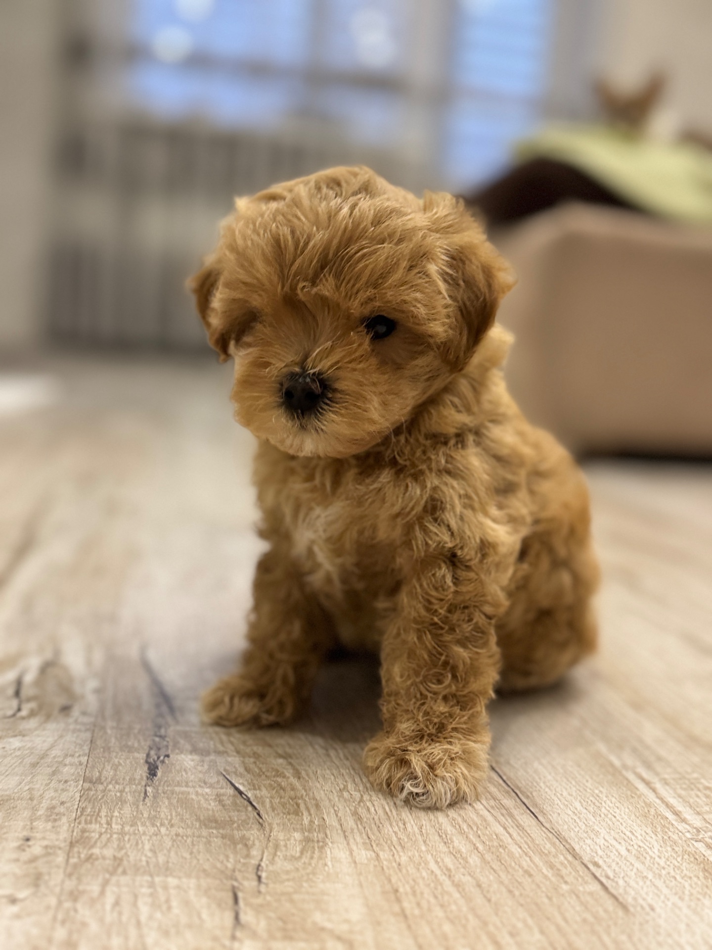 Мальтипу ф1 міні