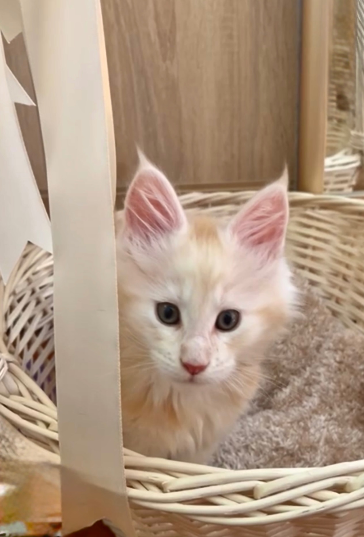 Кошеня мейн-кун шукає родину