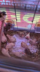 Зеброві та японські амадини