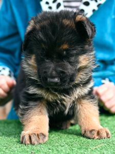 Цуценя німецької вівчарки, хлопчик, 1,5 місяці