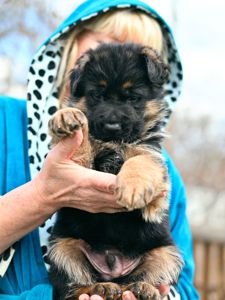 Цуценя німецької вівчарки, хлопчик, 1,5 місяці