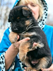 Цуценя німецької вівчарки, хлопчик, 1,5 місяці