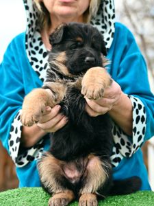 Цуценя німецької вівчарки, хлопчик, 1,5 місяці