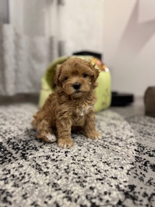 Мальтипу ф1 міні