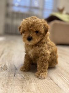 Мальтипу ф1 міні