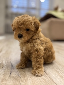 Мальтипу ф1 міні