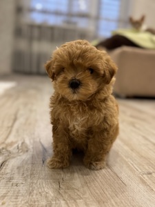 Мальтипу ф1 міні