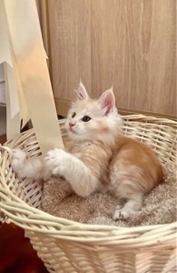 Кошеня мейн-кун шукає родину