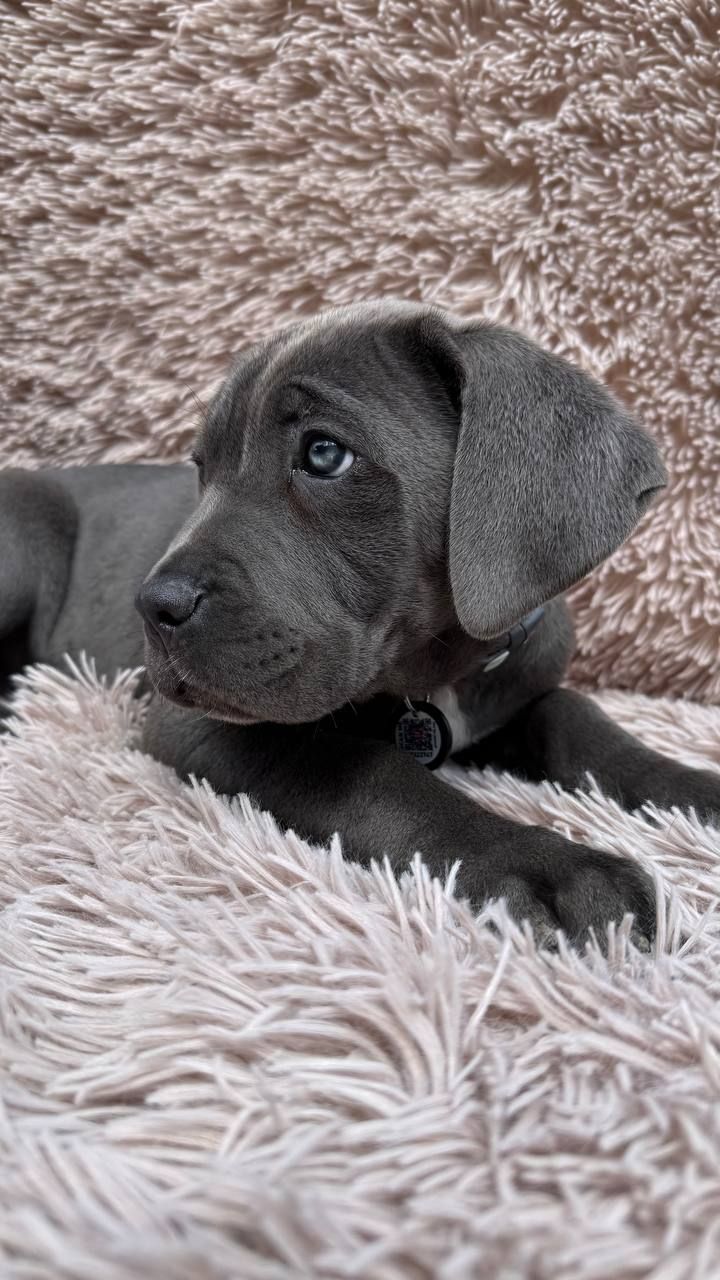 Чудова дівчинка! Пакет документів