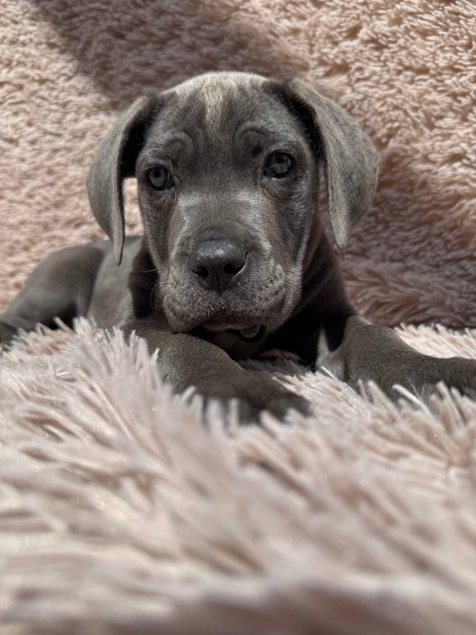 Чудова дівчинка! Пакет документів