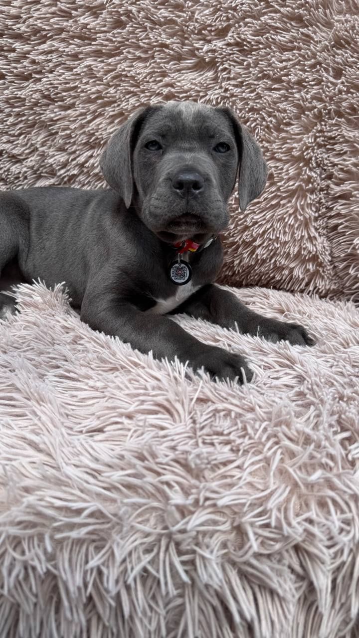 Чудова дівчинка! Пакет документів