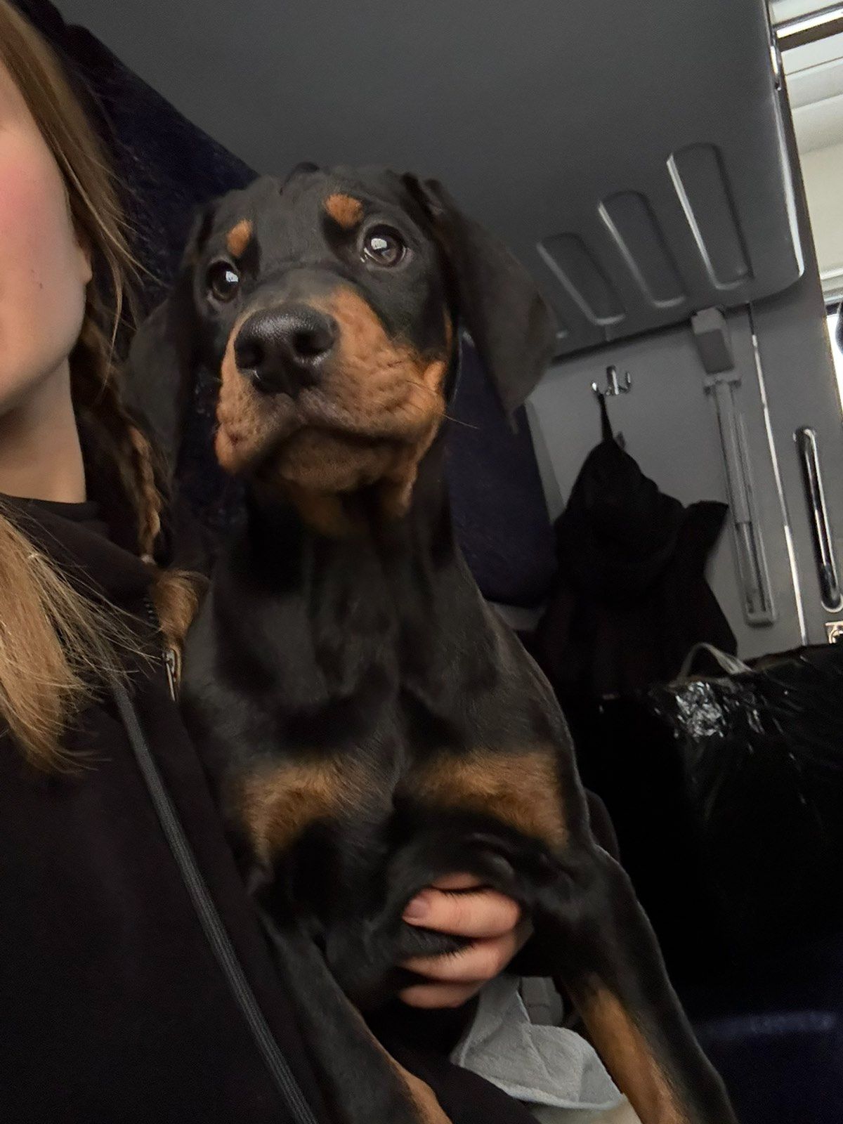 Продається чудовий хлопчик доберман!