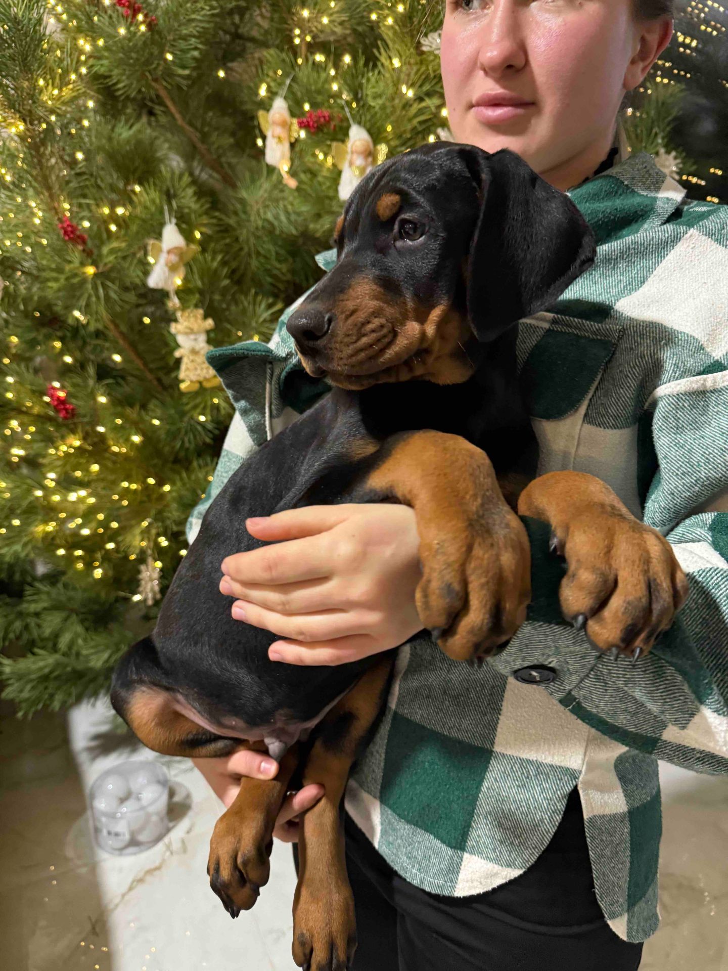 Продається чудовий хлопчик доберман!