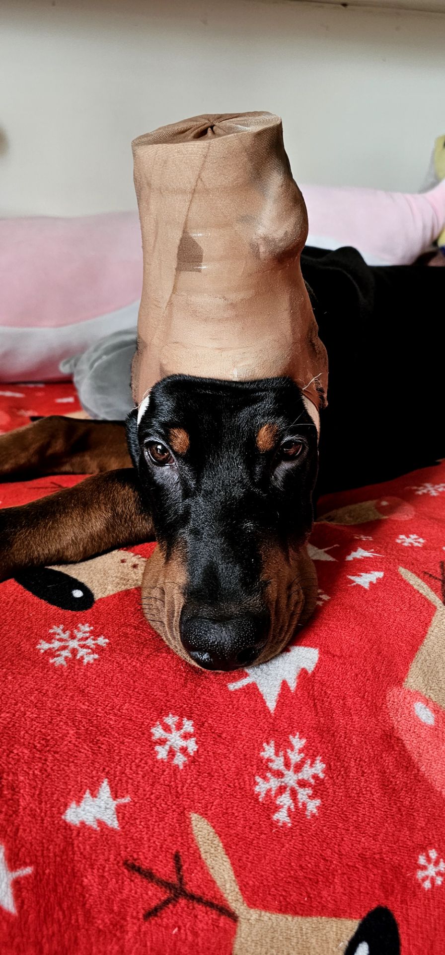 Продається чудовий хлопчик доберман!