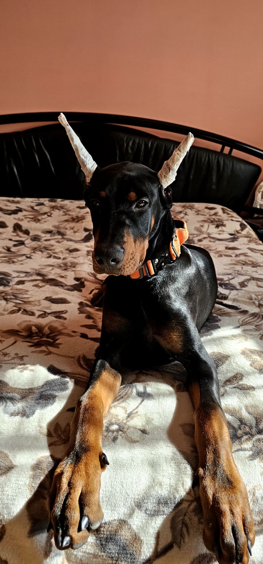 Продається чудовий хлопчик доберман!