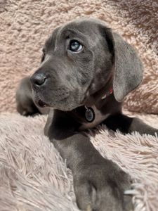 Чудова дівчинка! Пакет документів