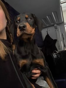 Продається чудовий хлопчик доберман!