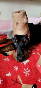 Продається чудовий хлопчик доберман!